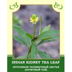 Indian Kidney Tea Leaf (Ortthosiphon)